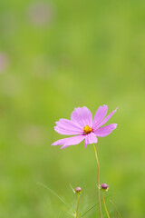 Obraz premium コスモスの接写