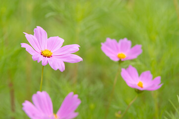 コスモスの接写