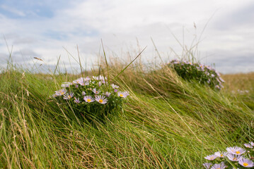 Coast and field overlooking lighthouse