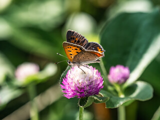 Fototapeta na wymiar Japanese copper butterfly on Amaranth Flower