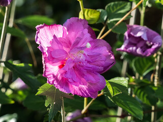 Changeable Rose-Mallow Hibiscus in bloom.