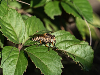 Shioya-Abu robber fly on a dark leaf 2
