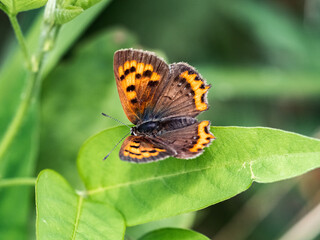 Fototapeta na wymiar Japanese copper butterfly resting on a leaf