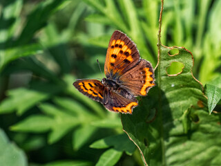 Japanese copper butterfly resting on a leaf 3