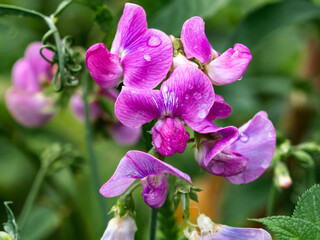 wild pink pea blossoms after the rain