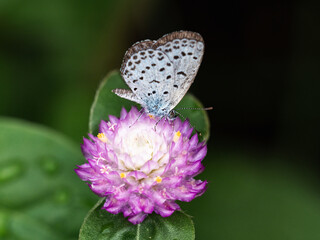 Pale grass blue butterfly on amaranth flower