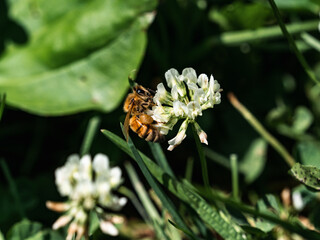 Western honey bee on white clover flower1