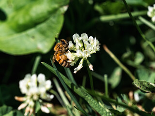 Western honey bee on white clover flower 2