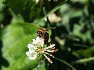 Western honey bee on white clover flower 3