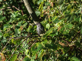 Gray Catbird in the trees 5