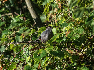 Gray Catbird in the trees 7