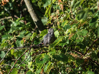 Gray Catbird in the trees 9
