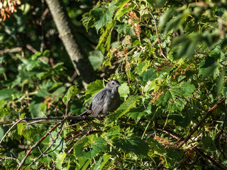 Gray Catbird in the trees 8