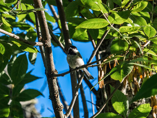 A black-capped Chickadee in the trees 1