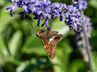 Silver-spotted Skipper butterfly on purple flowers 4