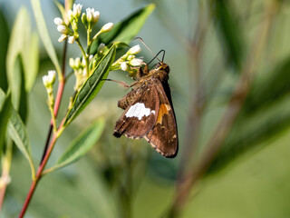 Silver-spotted Skipper butterfly on purple flowers 5