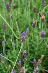 Lavender flowers in the highlands of Oaxaca