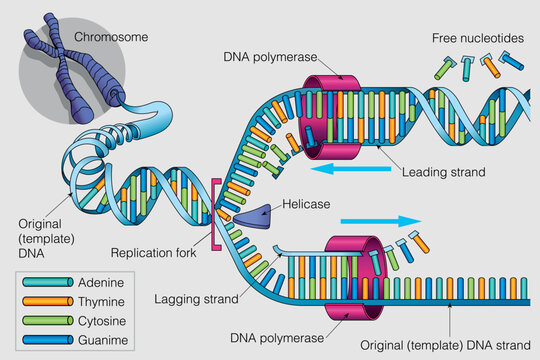 The graphic shows the duplication process of a DNA chain on a gray background. Vector image