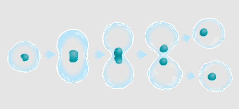 The graphic shows in 5 steps the division of a cell and duplication of the nucleus. Vector image