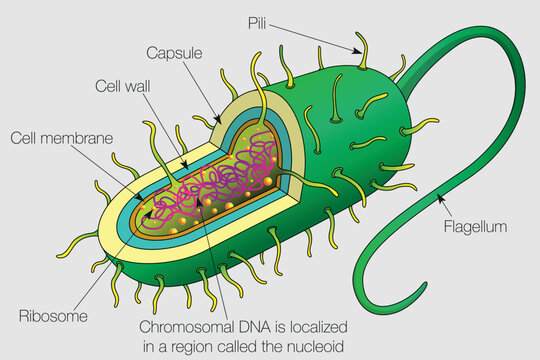 The graphic shows the parts of a bacterium cell with their names on a gray background. Vector image