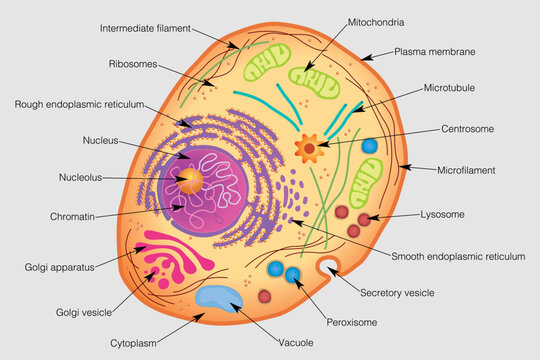 The graphic shows the elements of a human cell with their names on a gray background. Vector image