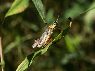 Red-legged Grasshopper on a leaf close