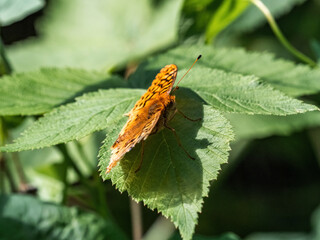 Great Spangled Fritillary butterfly on a leaf 2