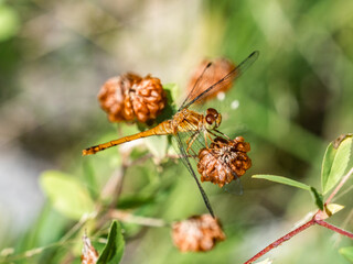 Autumn Meadowhawk Dragonfly on a brown flower 3