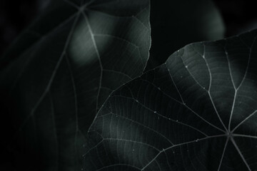 Nature background Black Leaf