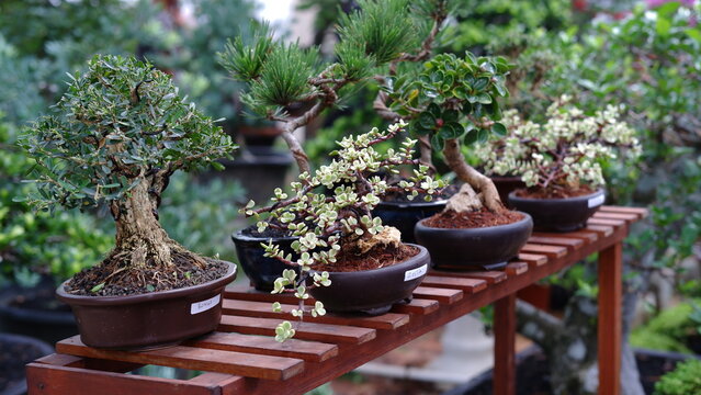 Bonsai tree on clay pot. Bonsai is the Japanese art of growing and training miniature trees in pots, developed from the traditional Chinese art form of penjing