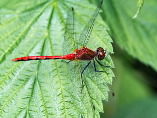Fototapeta premium White-faced Meadowhawk resting on a leaf 1