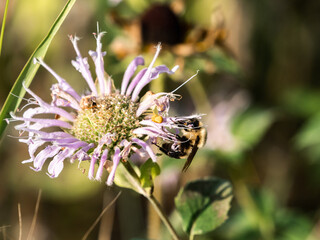 Common Eastern Bumble Bee on Wild Bergamot Flower