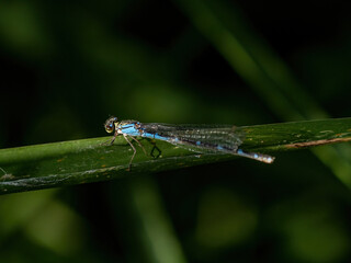 small bluet damselfly on a large blade of grass