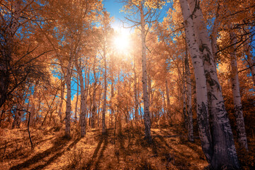 Colorado aspen forest tree grove with golden autumn yellow leaves shine in the sunlight with a bright blue sky near the town of Ouray. 