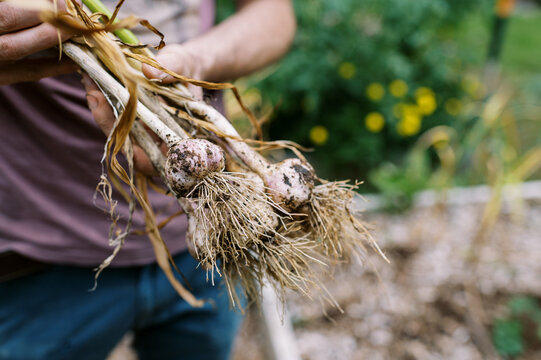 young man in vegetable garden holding organic hardneck garlic in hands