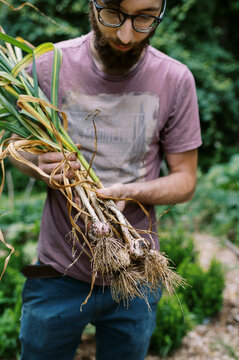 young man in vegetable garden holding organic hardneck garlic in hands