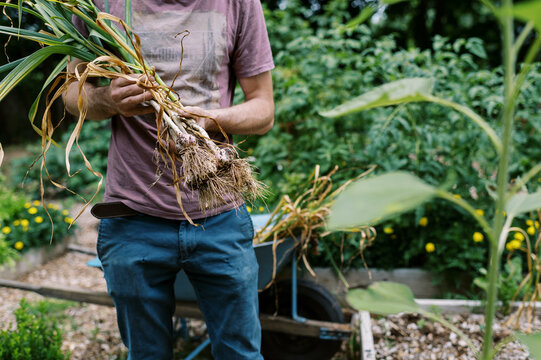 young man in vegetable garden holding organic hardneck garlic in hands