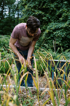 young man pulling organic hardneck garlic in his vegetable garden