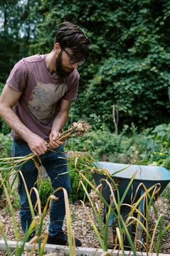 young man pulling organic hardneck garlic in his vegetable garden
