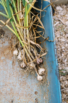 close up of organic hardneck garlic plants in an old blue wheelbarrow