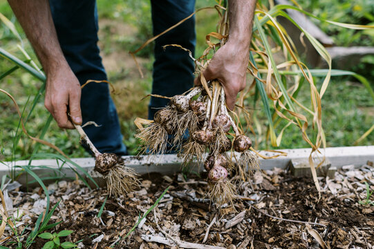 young man pulling organic hardneck garlic in his vegetable garden