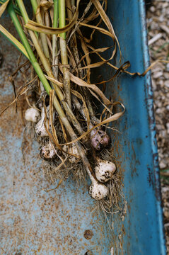 close up of organic hardneck garlic plants in an old blue wheelbarrow