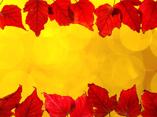 Border composition of red colored autumn maple leaves falling on yellow bokeh background with copy space, top view flat lay. Close up