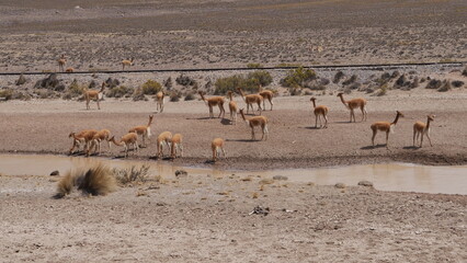 Fototapeta na wymiar Un groupe d'alpagas sauvage dans un desert peruvien, chaud, sec, torride, avec du sable et des pierres, autour d'un mince lac