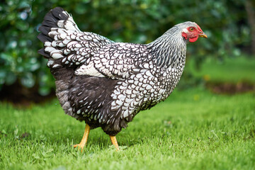 Wyandotte Hen