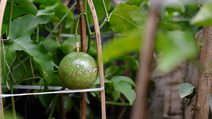 Young, green, unripe passion fruit at the tree. Passion fruit in vine