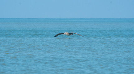 Fototapeta na wymiar pelicano