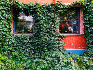 Fototapeta na wymiar Two windows with wooden window binding, lights and ivy leaves, bright colour wall. Traditional European old town building. Old ancient historic architecture. Close up, Novosibirsk, Russia