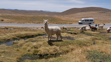 Des lamas sur une étendue d'herbes, près d'une route, accuillant avec joie les touristiques,...