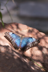 Delicate Blue Morpho butterfly warms its vivid black and blue wings atop reddish stone boulder within the desert Southwest